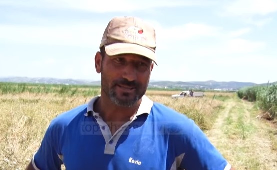 Goditen fermerët e Myzeqesë ,prodhimi do të shkojë për shpendët