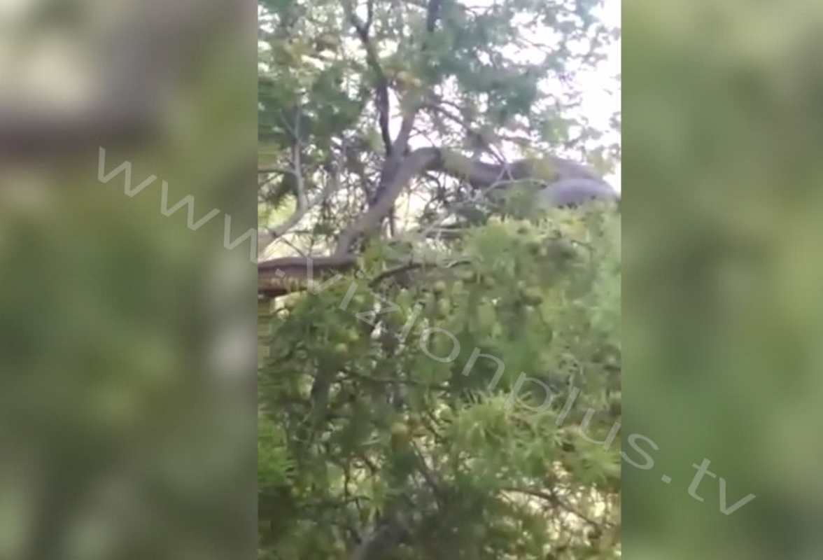 FOTO/Gjarpri 7 metra i gjatë tmerron fshatarët në Klos