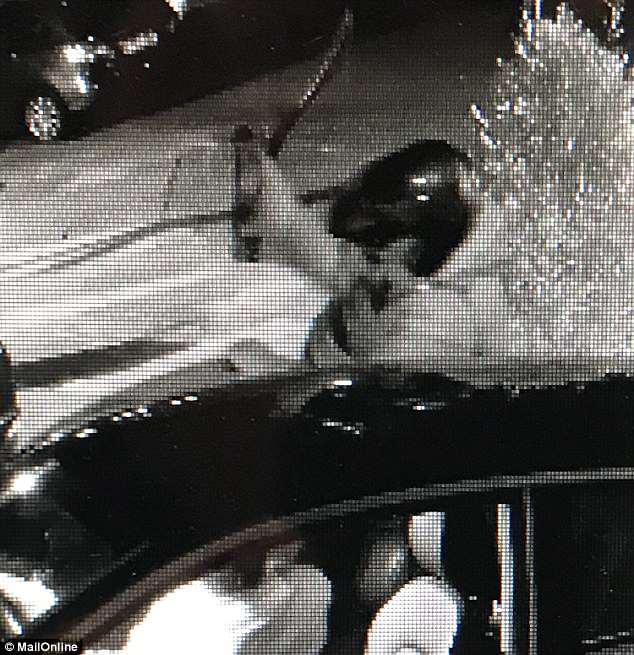 VIDEO & FOTO GALERI/ Grabitet mjeku teksa kthehej në shtëpi: Orën, ose të zhdukëm