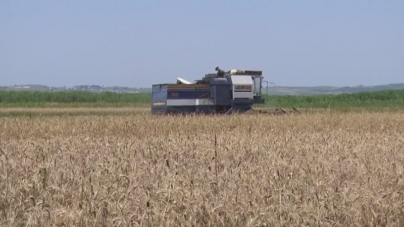 Përmbytjet, Myzeqeja prodhon grurë vetëm sa për pulat