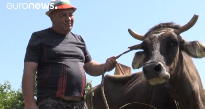 VIDEO/ Bullgari, dënohet me vdekje një lopë, arsyeja edhe më e çuditshme