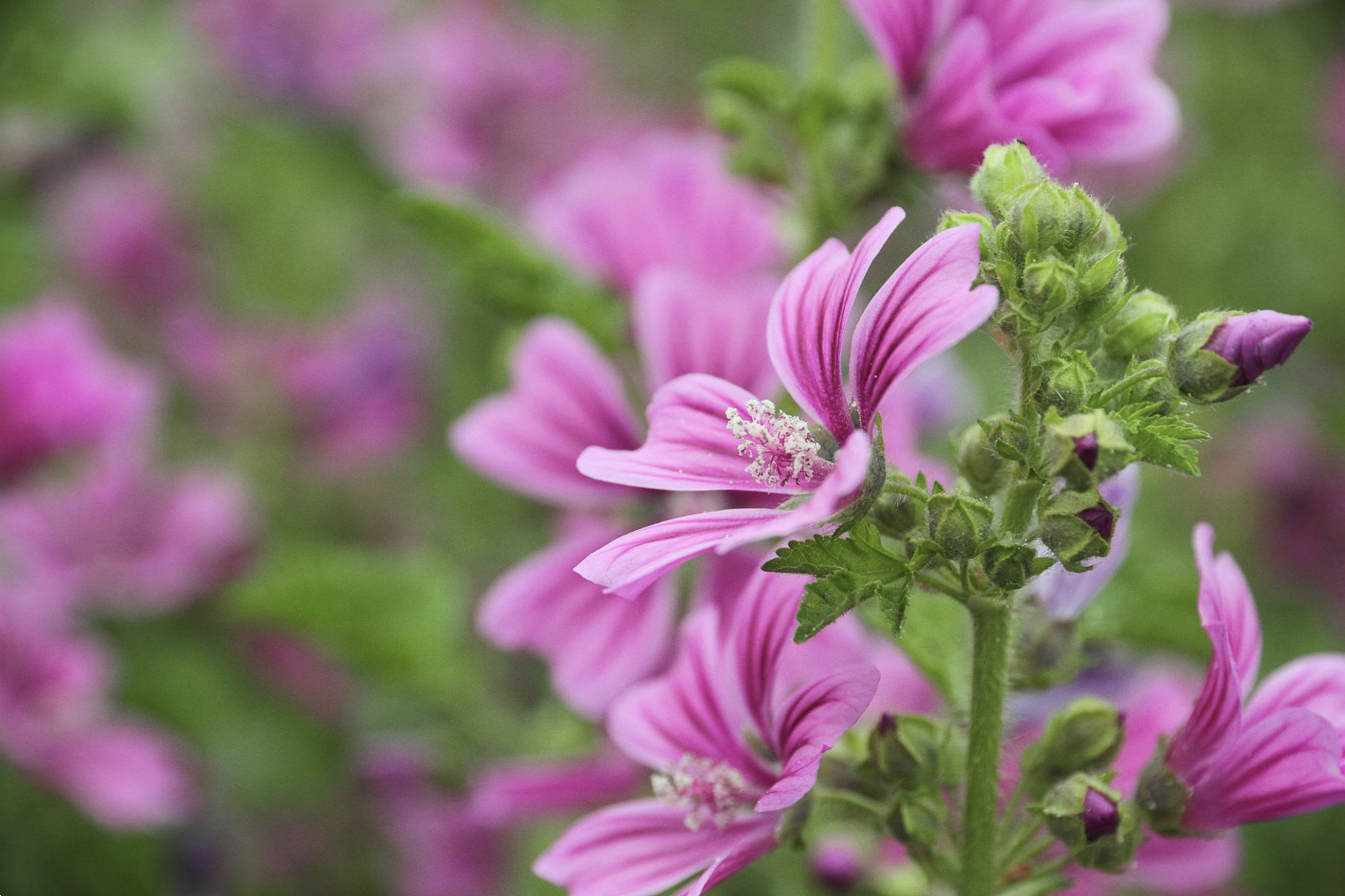 Mëllaga e egër, sëmundjet që shëron dhe ku ta gjeni