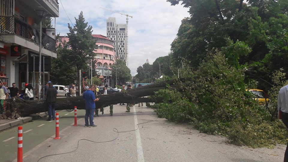 FOTO/ Rrëzohet pema disavjeçare në zonën e Ish-Bllokut