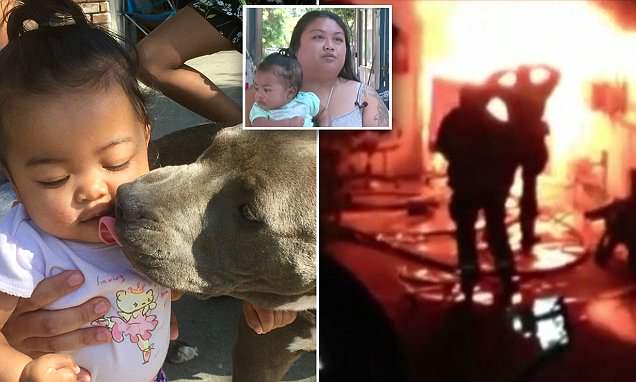 Pitbull-i kthehet në hero, shpëton familjen nga zjarri