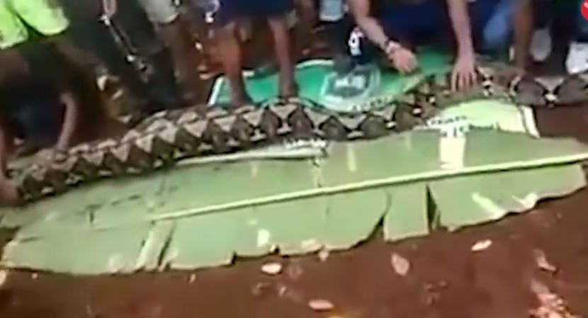 VIDEO/Tmerr, pitoni gjigant gëlltit gruan 54-vjeçare