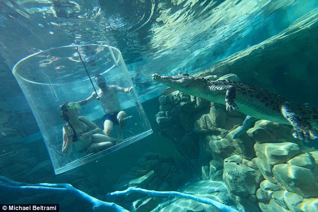 FOTO GALERI/ Propozim për martesë mes krokodilëve, por diçka rrezikoi të shkonte tmerrësisht keq…