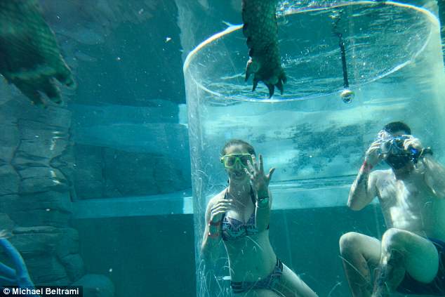 FOTO GALERI/ Propozim për martesë mes krokodilëve, por diçka rrezikoi të shkonte tmerrësisht keq…