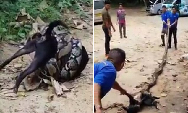 VIDEO/ Luftë me pitonin që ka mbërthyer qenin