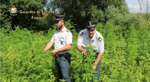 Arrestohet shqiptari në itali, zbulohet plantacioni i drogës me vlerë 2.5 mln euro