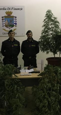 Zbulohet një plantacion me kanabis në Itali, në pranga kultivuesit shqiptarë