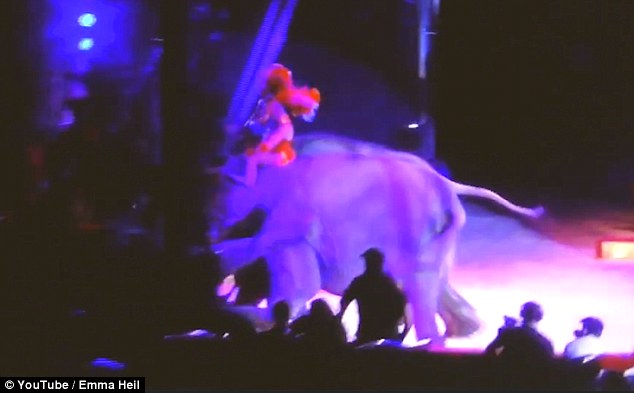 VIDEO/Elefanti rrëzohet në cirk lart publikut, shumë afër tragjedisë