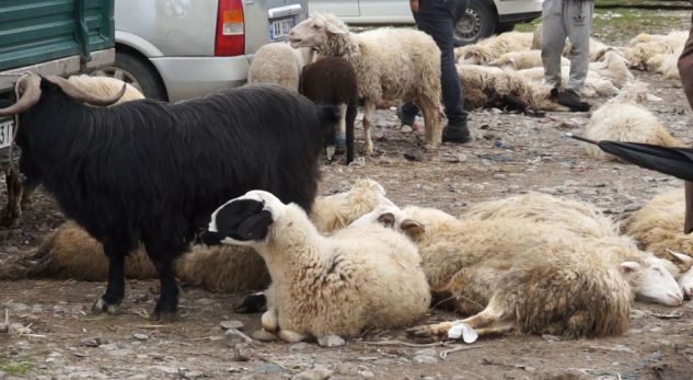 Jashtë çdo lloj kushti, mbyllen tregjet e gjësë së gjallë në  Elbasan