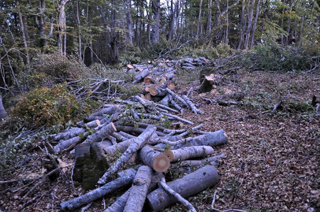Masakër pyjore në Shkodër, priten 1 hektarë pemë