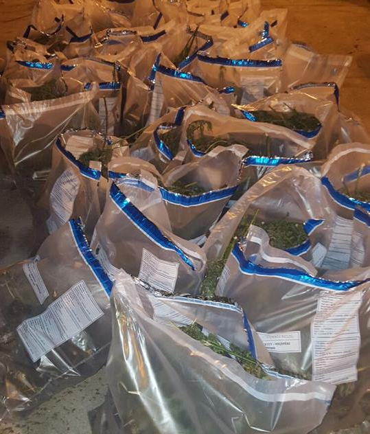 Krujë/Shkëmbenin me njëri-tjetrin drogë, kapet në flagrancë grupi me 43 kg marijuanë