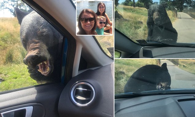 E tmerrshme, ariu i uritur i ndal rrugën, i hidhet në makinë tre femrave