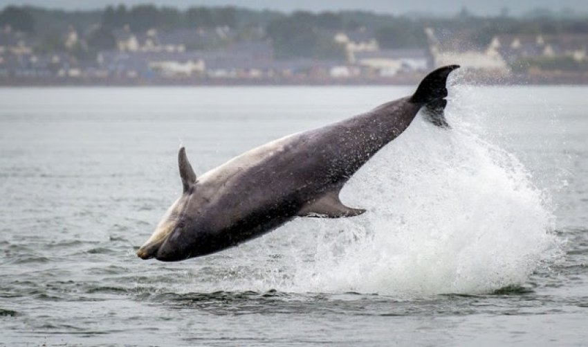 Vrau delfinin femër shtatzënë, 11500 dollarë për të gjetur autorin