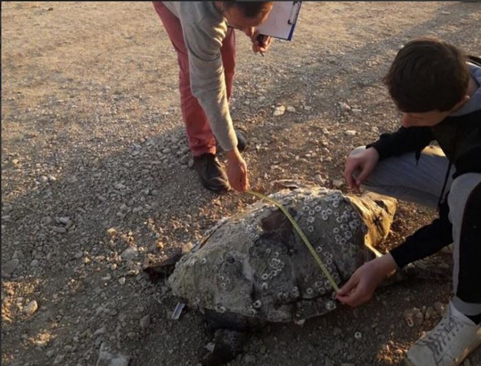 Vlorë, breshka detare e veçantë qëndron në bregun shqiptar (Foto)