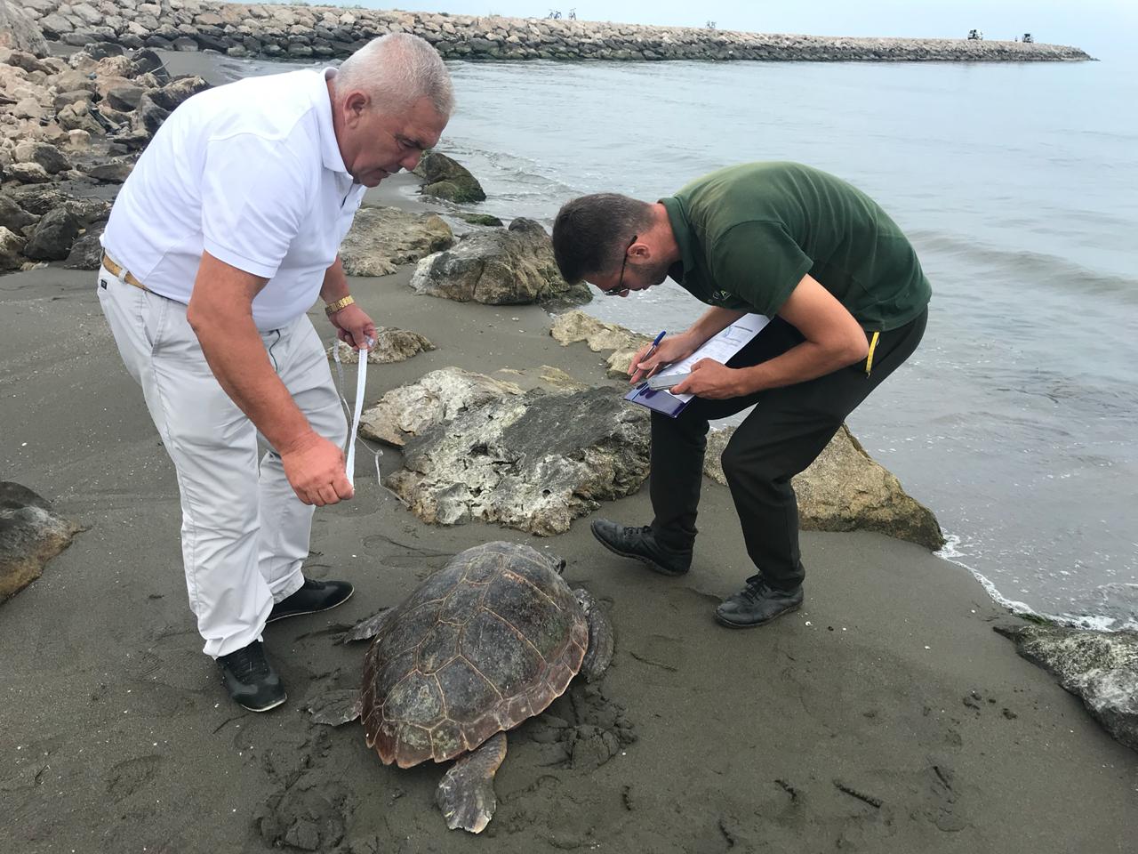 Vlorë, breshka detare e veçantë qëndron në bregun shqiptar (Foto)