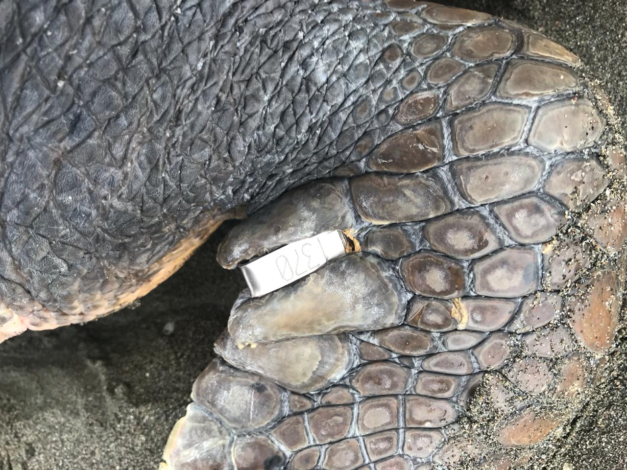 Vlorë, breshka detare e veçantë qëndron në bregun shqiptar (Foto)