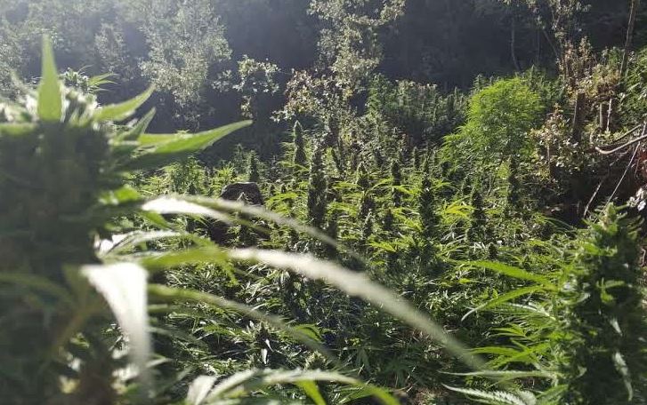 Greqi, kultivonin sasi të madhe kanabis, mes të arrestuarve një çift shqiptarësh
