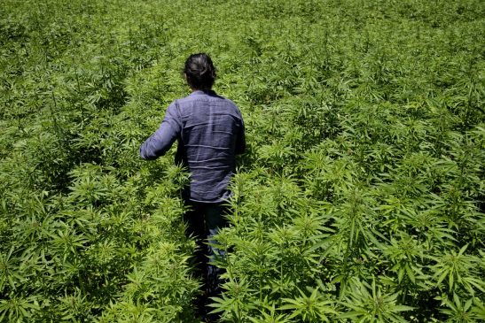Shqiptarët, pronarë të fermave me kanabis në Australi