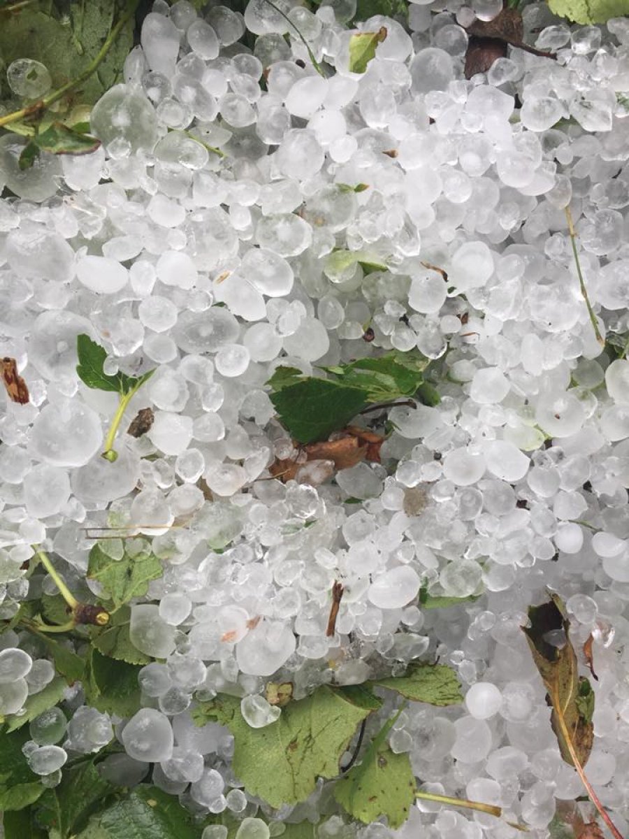 FOTO/Pukë, breshëri sjell dëmtime të mëdha në bujqësi