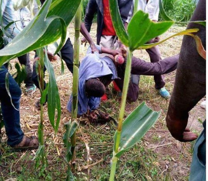Nga frika e SIDA me vajzat, i riu kap lopët e fshatit!