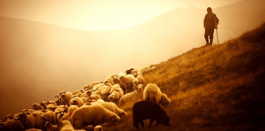 Humb jetën tragjikisht bariu në Maliq, bie nga lartësia