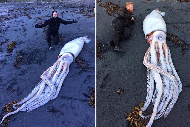 FOTO/ Tre vellëzërit zbulojnë kallamarin ‘përbindësh’