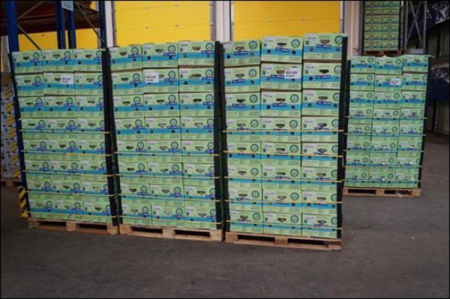 Sasia më e madhe e kokainës e kapur ndonjëherë në Gjermani, zbulohen shqiptarët që trafikuan 800 kg kokainë