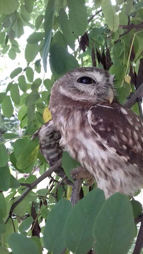 FOTO/E rrallë në Librazhd, gjendet një buf dhe befasohen nga ajo që zbulojnë pranë tij