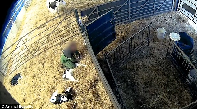 FOTO & VIDEO/Pamje të tmerrshme, punëtorët i keqtrajtojnë kafshët në këtë fermë