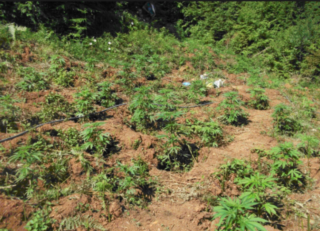 Kultivonin drogë në Korçë, 7 në pranga, organizatori në kërkim