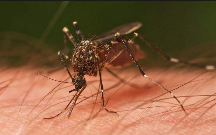 11 të vdekur nga Virusi i Nilit në Greqi, apel për turistët : Kujdes, këto janë zonat më të rrezikuara