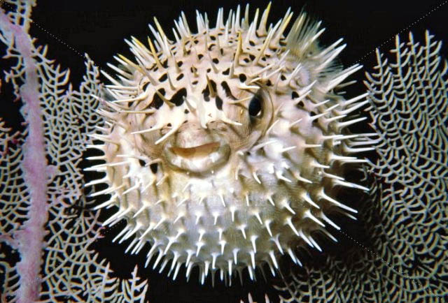 Alarmi i autoriteteve, dy peshq të rrezikshëm në ujërat e detit Adriatik