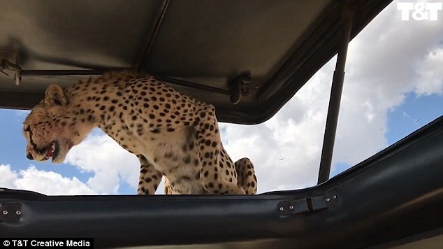 VIDEO/ Tmerri kur tigri hidhet mbi xhipin e hapur