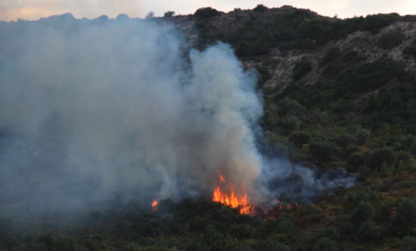 Zjarri në Lushnjë djeg 10 hektarë ullishte, shkojnë dëm pasuritë e banorëve të zonës