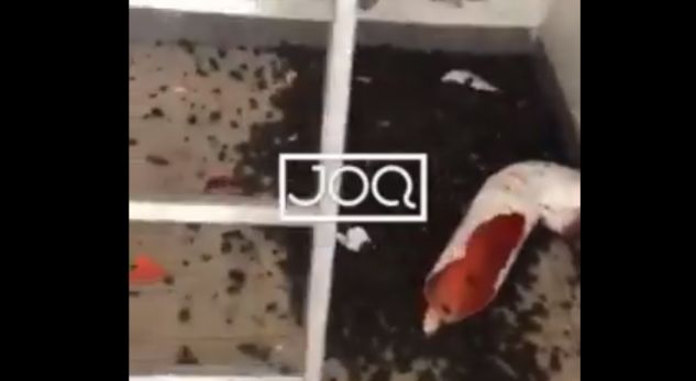 Nuk punonin tubacionet në pallat, vlonjatët habiten kur shohin se çfarë i bllokonte