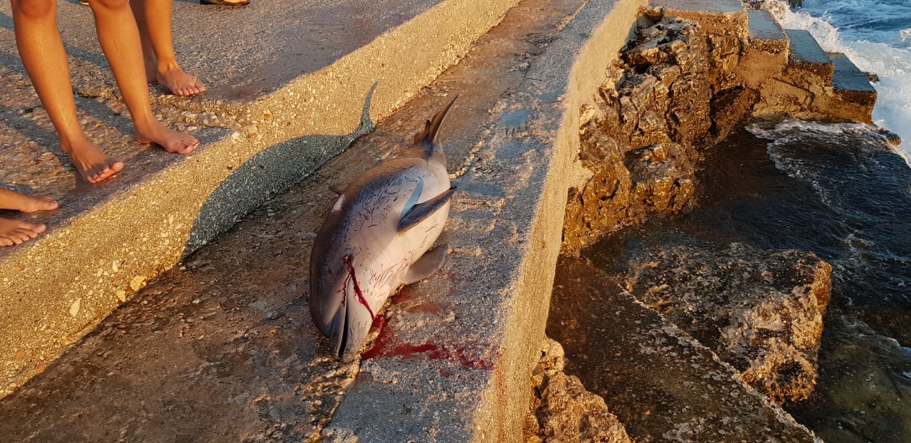 FOTO/Për të ardhur keq, gjendet një delfin i ngordhur në Ksamil