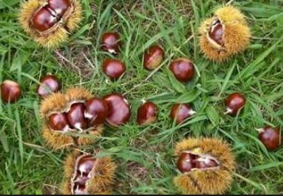 Fitoi 400 milionë nga rimbursimi i gështenjave, kërkohet arrestimi i 47 vjeçarit