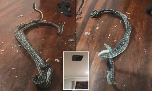 VIDEO/E tmerrshme, të jesh në krevat e të të bien dy gjarpërinj nga tavani