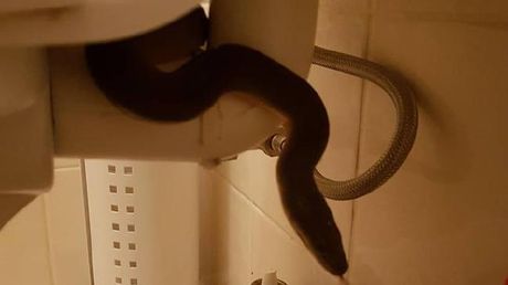 FOTO/Gjeti gjarpërin në tualet, eksperti: Kontrolloni banjot gjatë sezoneve të thata