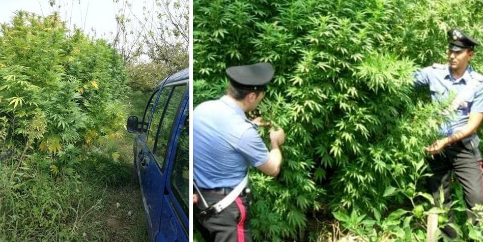Shqiptari habit policinë, kapet me 500 mijë euro marijuanë mes kumbullave