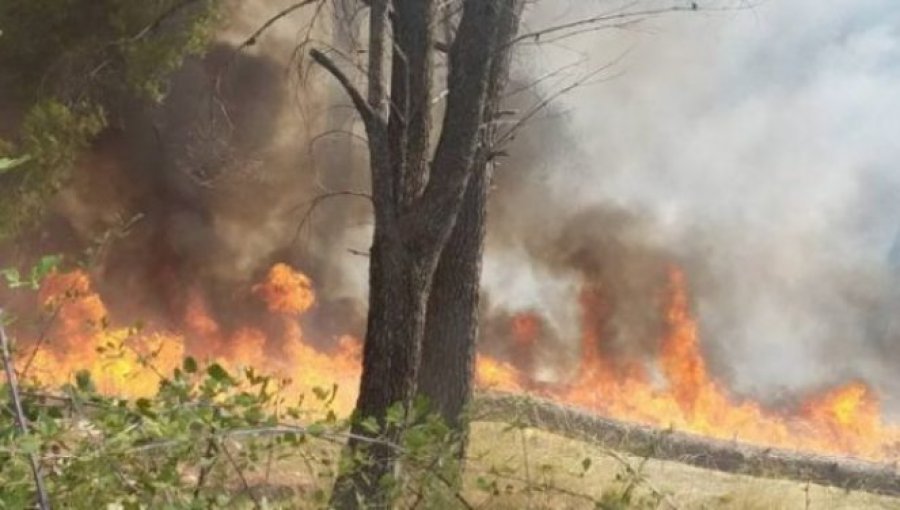 VIDEO/Zjarr i madh në Levan, rrëzohet pema mbi shtyllën e tensionit