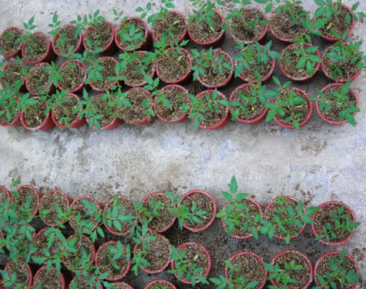 Legalizimi i kanabisit, studentët mësojnë kultivimin në vazo