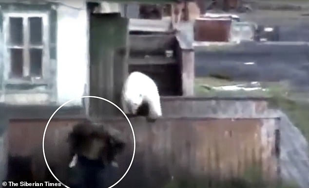 VIDEO/ Qyteti mbushet me arinj polarë të uritur