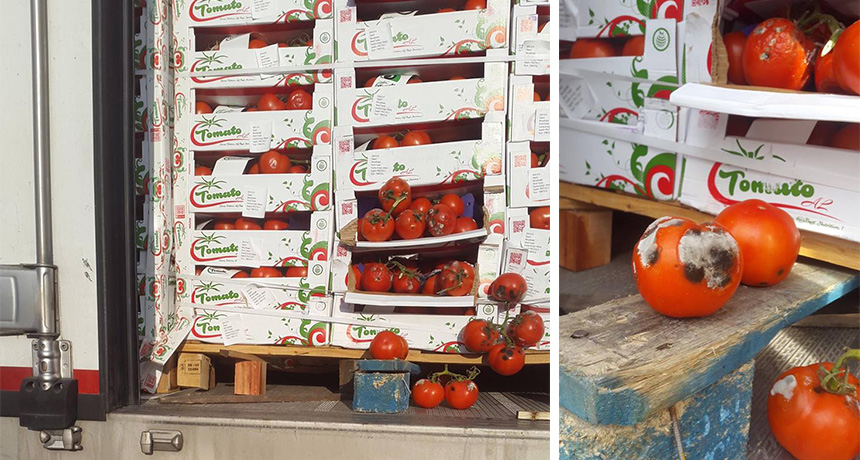 “Domate te kalbura”/ Bllokohen mbi 13 ton produkte ushqimore në Shqipëri, të skaduara