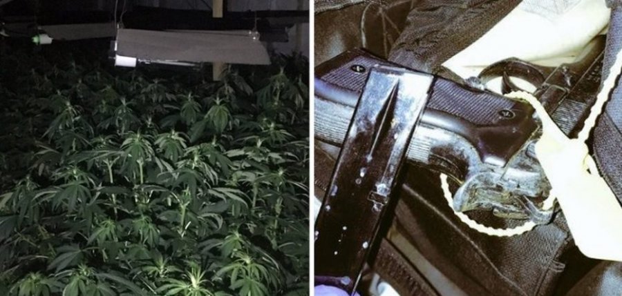 FOTO/ Arrestohen në flagrancë 4 ‘fermerë’ shqiptarë të drogës në Britani