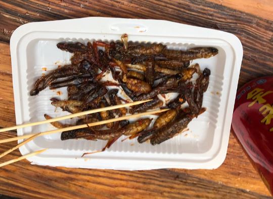 Rreperi i njohur ushqehet me insekte, kjo është arsyeja e vecantë