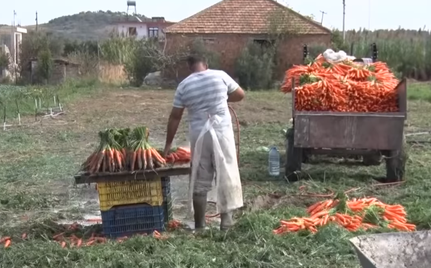 Çifti i emigrantëve tregon të vërtetën e bujqësisë shqiptare: Shumë punë për një kafshatë